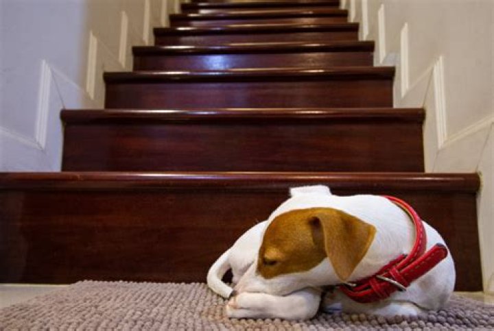 Why is my dog suddenly afraid to go down stairs?